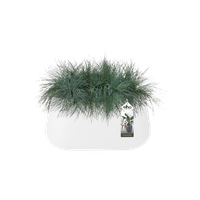 pure cone long wheels 75 white